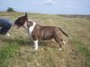 Bullterrier Hund