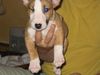 Bullterrier Hund