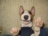 Bullterrier Hund