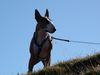 Bullterrier Hund