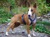 Bullterrier Hund