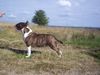 Bullterrier Hund