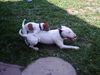 Bullterrier Hund