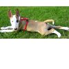 Bullterrier Hund