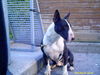 Bullterrier Hund