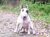 Bullterrier Hund