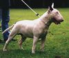 Bullterrier Hund