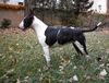 Bullterrier Hund