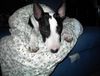 Bullterrier Hund