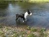 Bullterrier Hund