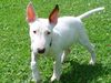 Bullterrier Hund