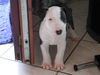 Bullterrier Hund