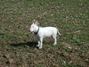 Bullterrier Hund