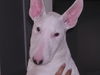 Bullterrier Hund