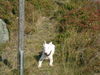 Bullterrier Hund