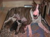 Bullterrier Hund