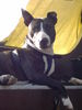 Bullterrier Hund