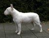 Bullterrier Hund