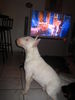 Bullterrier Hund