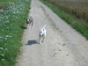 Bullterrier Hund