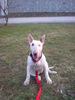 Bullterrier Hund