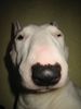 Bullterrier Hund