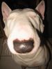 Bullterrier Hund