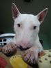 Bullterrier Hund