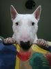 Bullterrier Hund