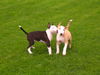 Bullterrier Hund