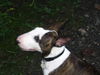 Bullterrier Hund