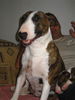 Bullterrier Hund