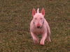 Bullterrier Hund