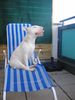 Bullterrier Hund