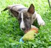 Bullterrier Hund