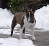 Bullterrier Hund