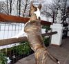 Bullterrier Hund