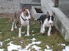 Bullterrier Hund