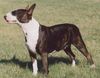 Bullterrier Hund