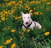 Bullterrier Hund