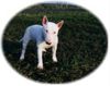 Bullterrier Hund