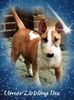 Bullterrier Hund