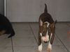 Bullterrier Hund