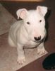 Bullterrier Hund