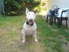 Bullterrier Hund