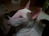 Bullterrier Hund