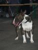 Bullterrier Hund