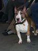 Bullterrier Hund