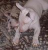 Bullterrier Hund