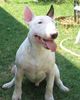 Bullterrier Hund